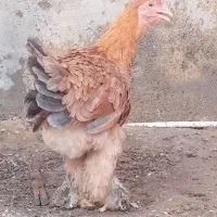 مرغ برهما اصل