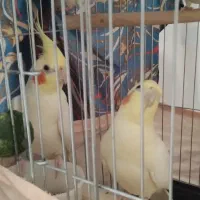 فروش دو عدد عروس هلندی نر