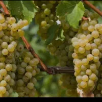 باغ و باغچه  درجزین
