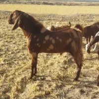 نر بز ‌پاکستانی چهل خال لنگ چهار قل