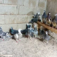 کبوتر پلاکی