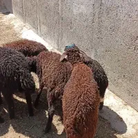 تعداد6راس‌بره‌نروماده‌3راس‌نر‌3راس‌ماده