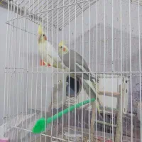 عروس هلندی نرماده به شرد تخم وجوجه