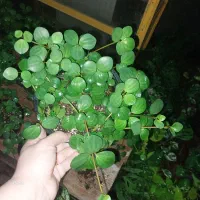 پرومیا هوپ (سکه ای)