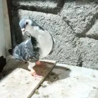 کبوتر بدرنگ