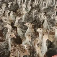 بوقلمون  یک ماهه برنزه
