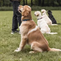 مربی سگ / آموزش سگ / تربیت سگ