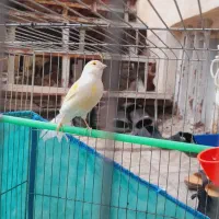 قناری ماده