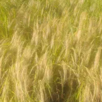 مقداری برنج محلی درجه یک اعلا