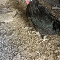 مرغ و خروس برهما و لهستانی