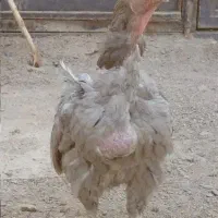 مرغ لاری طوسی اصل افغان