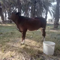 گوساله ماده