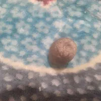 حدود. دوازده الی سیزده کیلو سکه شاهی و جمهوری