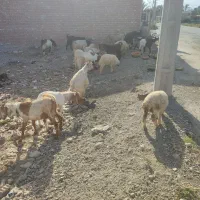 گوسفند
