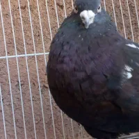 کبوتر