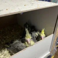 جوجه عروس و کوتوله