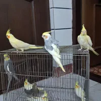 عروس هلندی