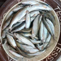 ماهی کولی تازه دریای خزر پاک شده- ۲ کیلویی