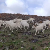 بز سانن (حراج واقعی)
