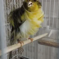 قناری سره  فنچ گینک معاوضه با ابزار کابینت