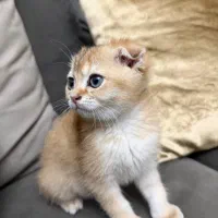 گربه اسکاتیش رنگ گُلد