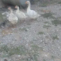 سه تا غاز جوان
