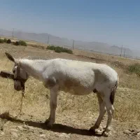 سلام یک الاغ نر جوان و کاملا سر حال ب فروش میرسد