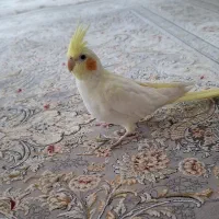 عروس هلندی