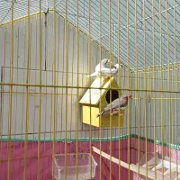 فنچ|پرنده|شوشتر, |دیوار