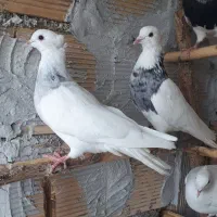 کبوتر طوقی الماسی ابهر