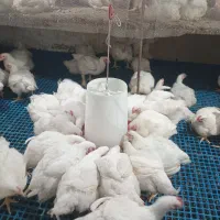 مرغ گوشتی زنده ارگانیک