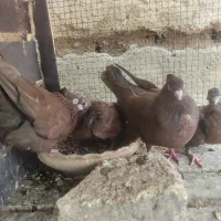 سرخ آبادانی با جوجه