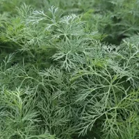 سبزی|خوردنی و آشامیدنی|کرمانشاه, |دیوار