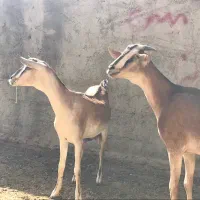 فروش بز وارداتی سومالی