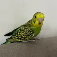 جوجه مرغ عشق