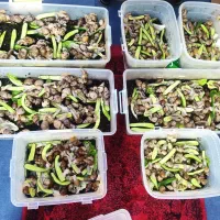 فروش حلزون آلبینو