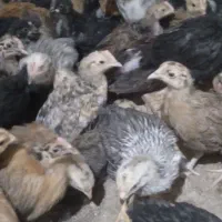 جوجه محلی مرغ حراج