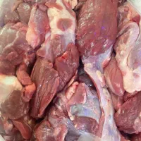 پخش الایش گوسفندی،گوساله و شترمرغ