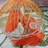 عروس هلندی