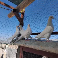 کبوترسفید
