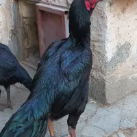 سلام جوجه خروس سه ماهه وفریخ همه سیاه