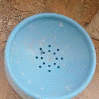 جاتخمی بلژیکی و نشیمنگاه پلاکی