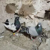 کبوتر طوقی