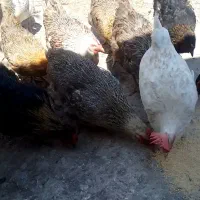 مرغ وخروس