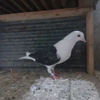 کبوتر