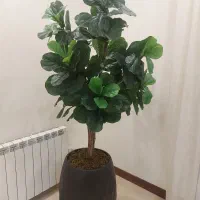 درختچه