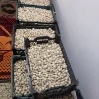 فروش غده پیاز مینروا