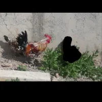 فروش خروس گلین لری