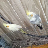 عروس هلندی