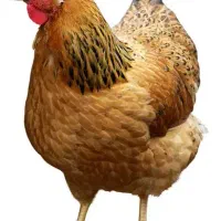 مرغ یک ساله